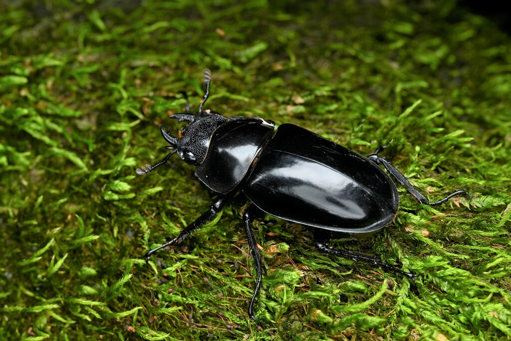 Prosopocoilus confucius