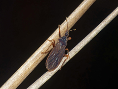 Enicocephalidae