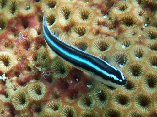 Elacatinus lobeli observed 2023-07-30