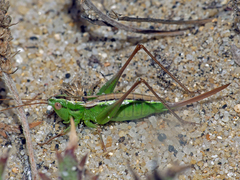 Conocephalus bilineatus