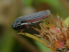 Cuerna costalis