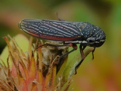 Cuerna costalis