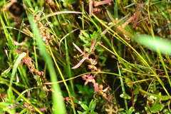 Lythraceae