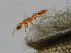 Pseudomyrmex pallidus