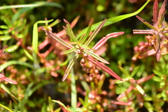 Lythraceae