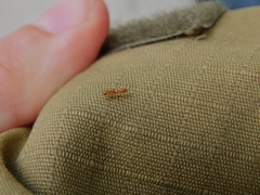 Pseudomyrmex pallidus