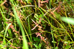 Lythraceae