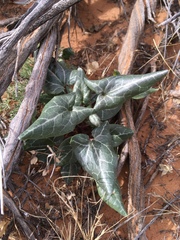 Epixiphium wislizeni