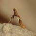 Caloptilia stigmatella - Photo (c) Donald Hobern，保留部份權利CC BY