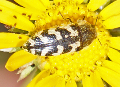 Acmaeodera variegata