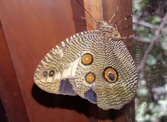 Dasyophthalma creusa