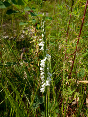 Spiranthes lacera lacera
