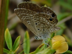 Hemiargus ceraunus