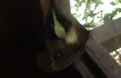 Dasyophthalma creusa