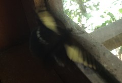 Dasyophthalma creusa