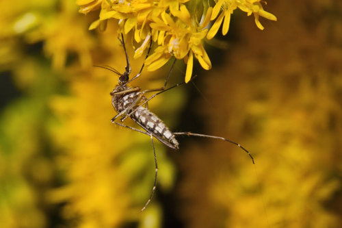 Inland Floodwater Mosquito photo 4