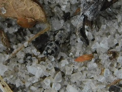 Salticidae