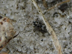 Salticidae