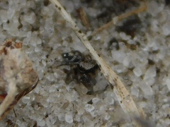 Salticidae