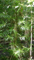 Freycinetia excelsa
