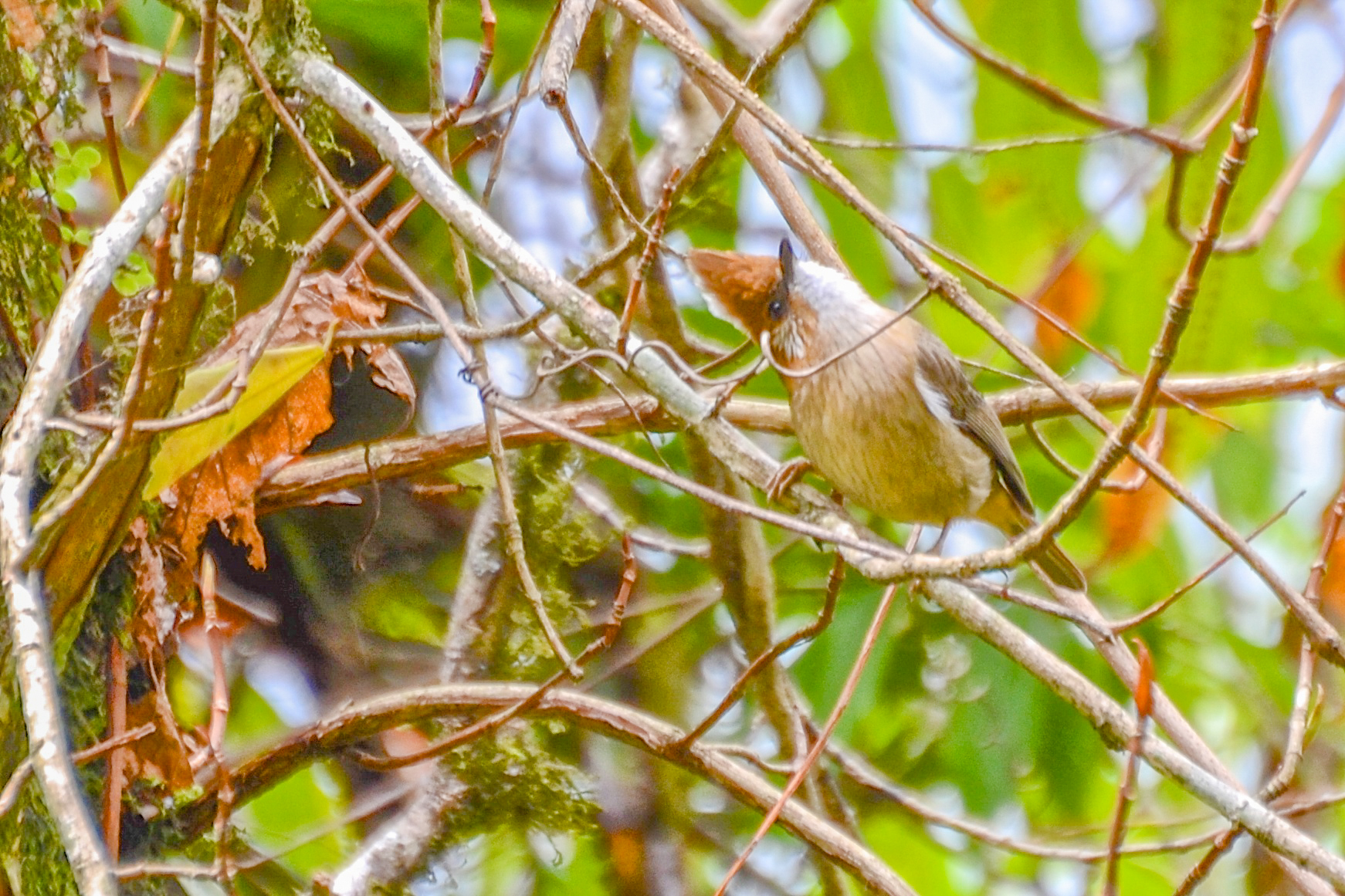 White-naped Yuhina (Yuhina bakeri), photo 2