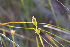 Calopogon tuberosus tuberosus