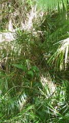 Freycinetia excelsa
