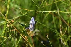 Gentiana rubricaulis