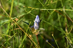 Gentiana rubricaulis