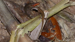 Saproscincus basiliscus