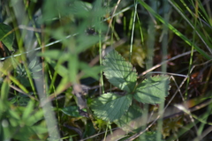 Rubus arcticus acaulis