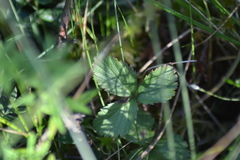 Rubus arcticus acaulis