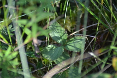 Rubus arcticus acaulis