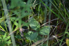 Rubus arcticus acaulis