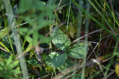 Rubus arcticus acaulis