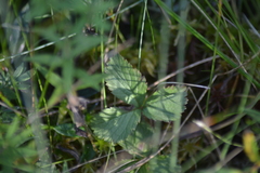 Rubus arcticus acaulis