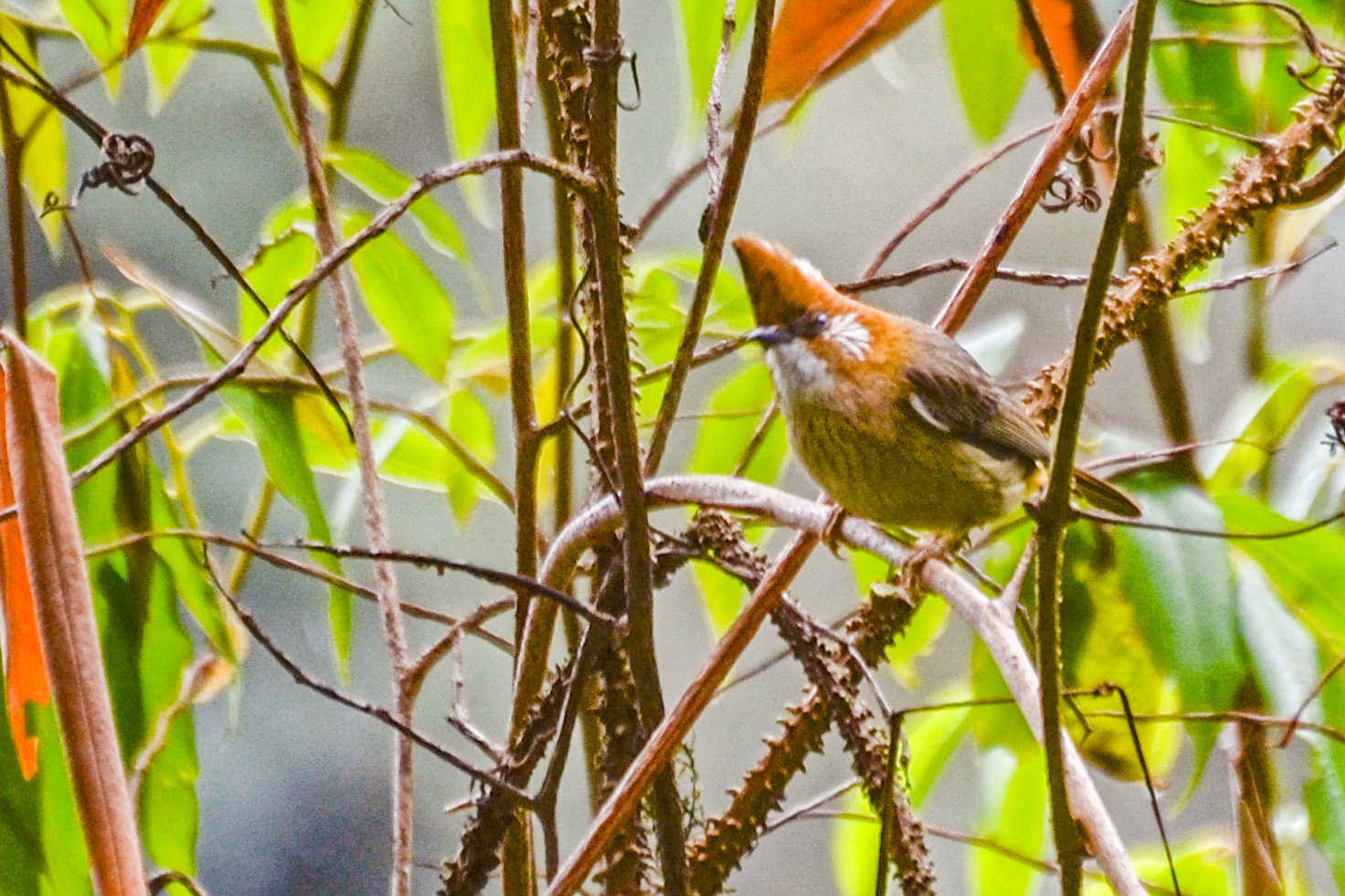 White-naped Yuhina (Yuhina bakeri), photo 3