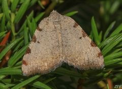 Macaria coortaria