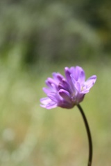 Dichelostemma congestum