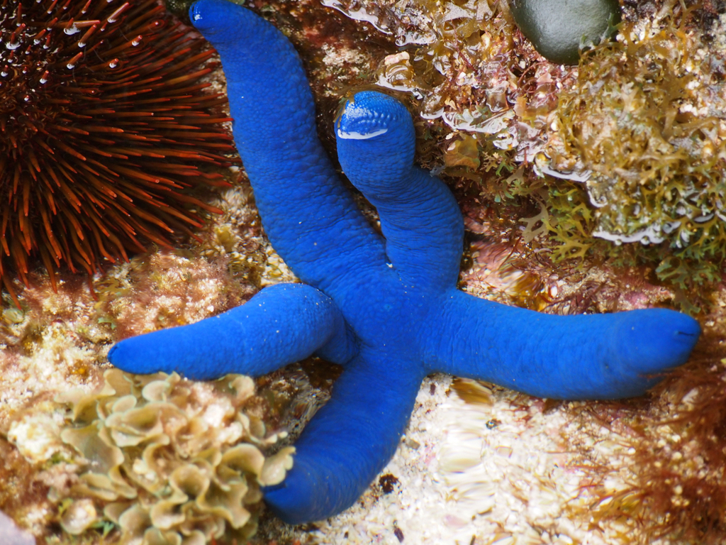 Blue Linckia