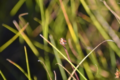 Xyris montana