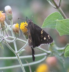 Thorybes dorantes calafia