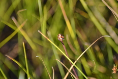 Xyris montana