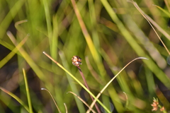 Xyris montana