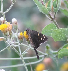 Thorybes dorantes calafia