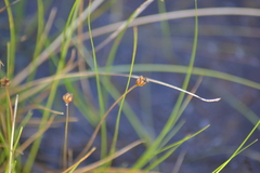 Xyris montana
