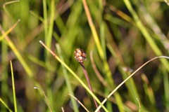 Xyris montana