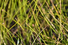 Xyris montana