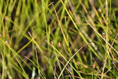Xyris montana