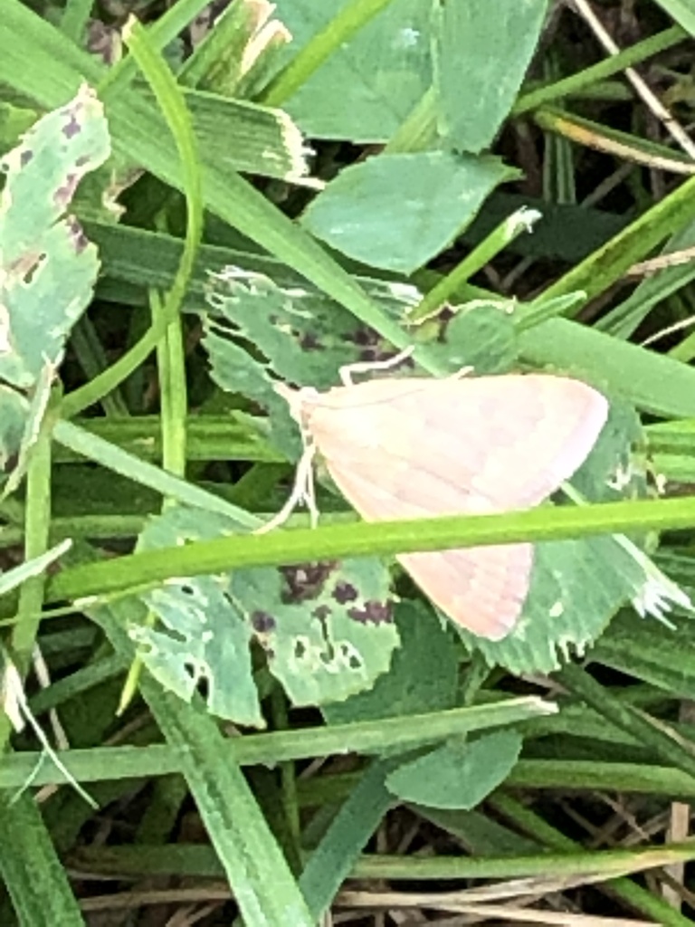 Garden Webworm Moth From Governors Island National Monument New York   Large 